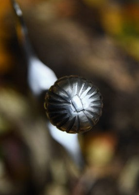 Falchion à pommeau en boule cannelée, métal gris et cuir noir, gros plan pommeau cannelé, escrime artistique, combat scénique